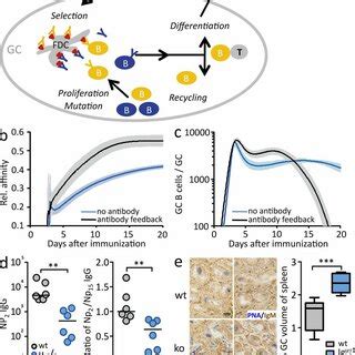 Effects Of Antibody On Affinity Maturation A Antibody Feedback