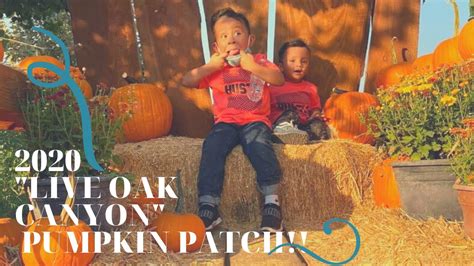 Oak glen steakhouse & saloon. Live Oak Pumpkin Patch 2020! - YouTube