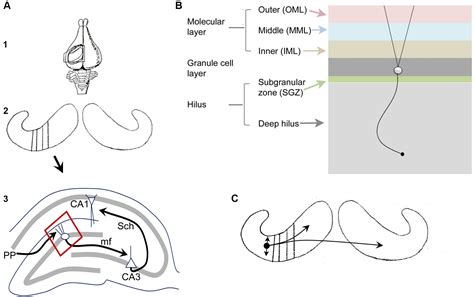 Frontiers Potential Implications Of A Monosynaptic