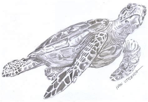 1 introduction to animals unity and diversity of life q: tortuga a lápiz | Sea turtle art, Turtle art, Pencil ...