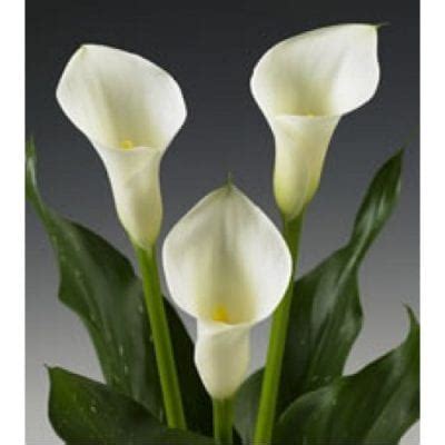 Calla Lily Mini White Bunch Of 10 Stems Toronto Bulk Flowers