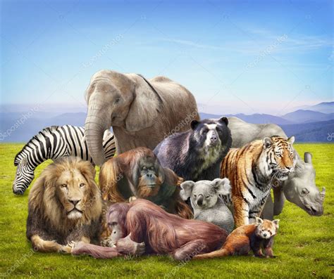 20 Animals Pictures Group Png