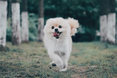 The Pomeranian Origins And Complete Breed Guide Animal Corner