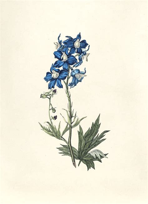 Antique Illustration Of Wildflower