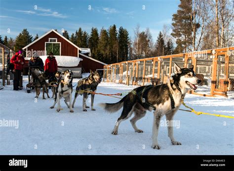 Dog Sledding Led By Husky Dogs Swedish Lapland Sweden Scandinavia Stock