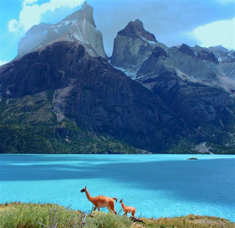 Lago Del Toro Torres Del Paine National Park Chile Wildlife Tour