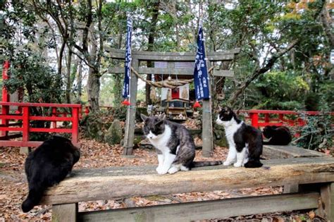 Tashirojima A Guide To Visiting Japans Most Famous Cat Island Japan