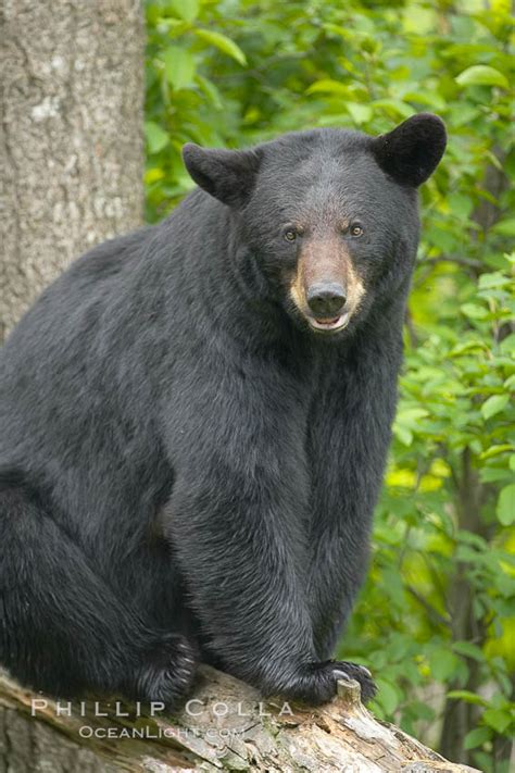 American Black Bear Ursus Americanus Orr Minnesota 18758