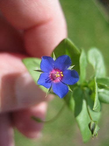 Bluepimpernelflower Edible Wild Plants Edible Plants