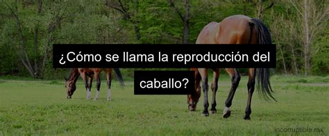 Cómo Se Reproducen Los Caballos Todo Lo Que Necesitas Saber