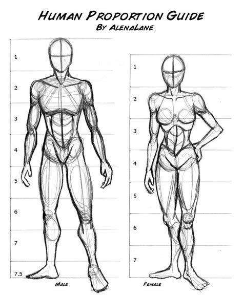 Male Body Anatomy Drawing Reference Drawing Cartoon Anatomy Boewasuoe Wallpaper