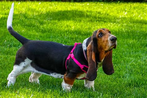 Basset Hound Growth Chart How Big And Long Do They Get