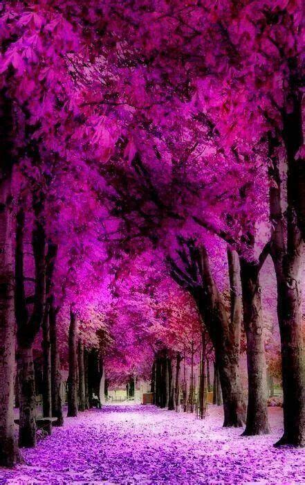 amazing nature lovely beautiful forest pretty places beautiful places radiant orchid parcs