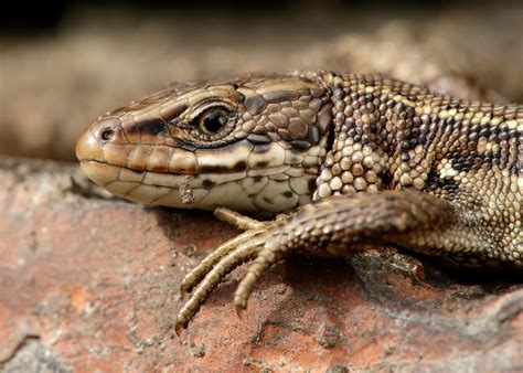 Common Lizard Overview Young Peoples Trust For The Environment