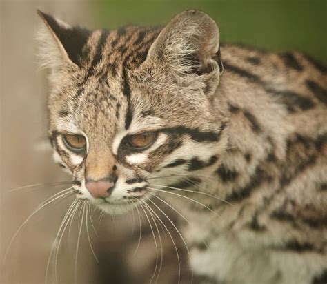 Oncilla Leopardus Tigrinus By Anne Marie Kalus On Flickr Felinos