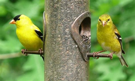The American Goldfinch Bird Backyard Birding Blog