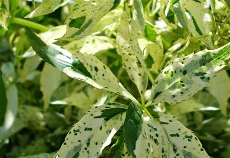 The flower on a flowering tree, shrub, or plant is followed usually by a fruit, nut or. Virginia creeper | Flowering trees, Trees and shrubs, Vines