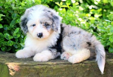 Mini Aussiedoodle Mini Puppies Cute Baby Dogs Pretty Dogs