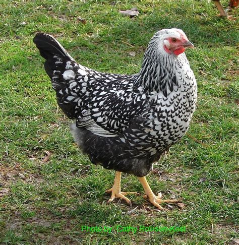Silver Laced Wyandotte Chickens Backyard Best Egg Laying Chickens