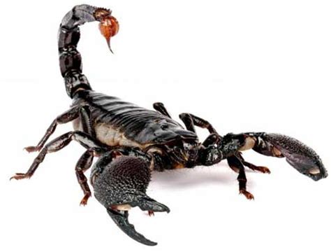 Scorpions are predatory arachnids of the order scorpiones. Scorpions: (Facts + Diet + Habitat) - Science4Fun
