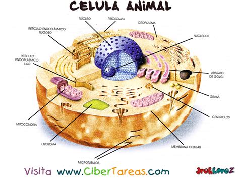 Celula Animal Sin Nombres Imagui