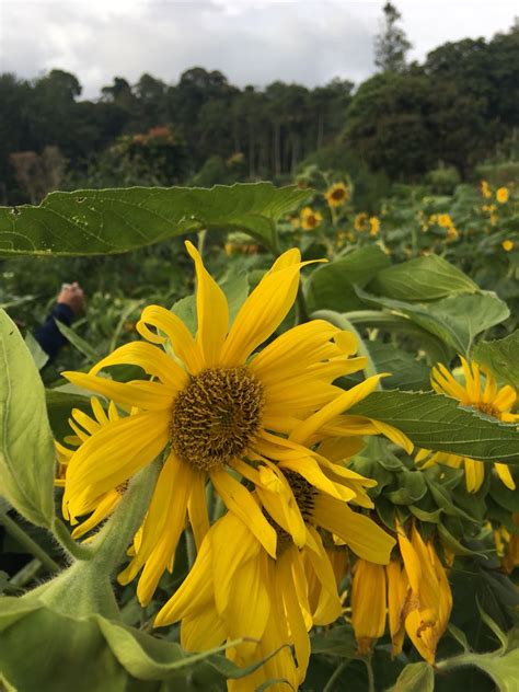 Keindahan Bunga Matahari Oray Tapa Bandung Odesa Indonesia