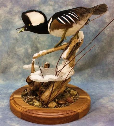 Click This Image To Show The Full Size Version Animal Taxidermy