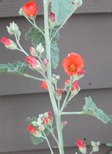 Sphaeralcea Ambigua Apricot Mallow Seed Ubicaciondepersonascdmxgobmx