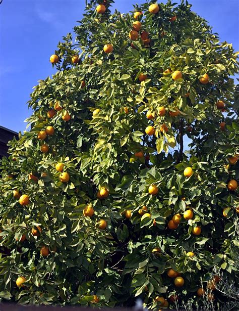 An Orange Tree With Lots Of Fruit Growing On It