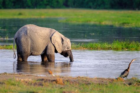 African Elephant Calf Drinking Water • Elephant Photography Prints