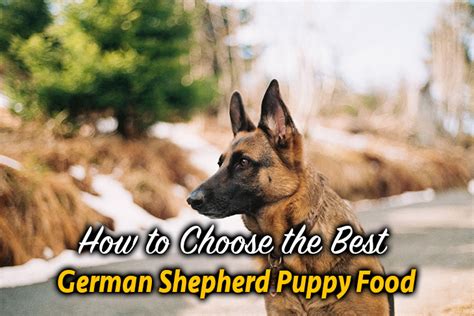 What is the best dog food for german shepherd puppies? How To Choose The Best German Shepherd Puppy Food ...