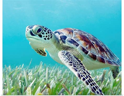 Hawaii Green Sea Turtle Chelonia Mydas An Endangered