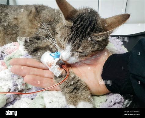Close Upsick Cat Have Emergency Veterinary Care Stock Photo Alamy