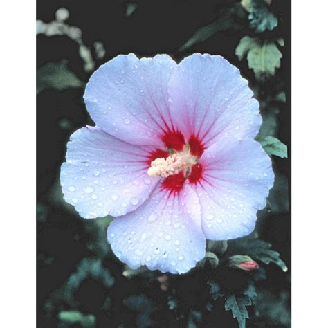 Lowes Multicolor Rose Of Sharon Flowering Shrub In 225 Gallon S Pot At