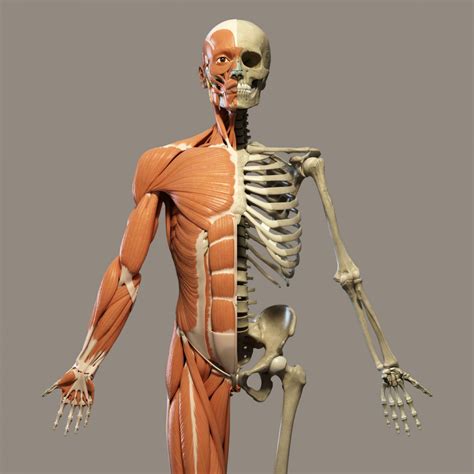 Картинки скелет человека (50 фото)