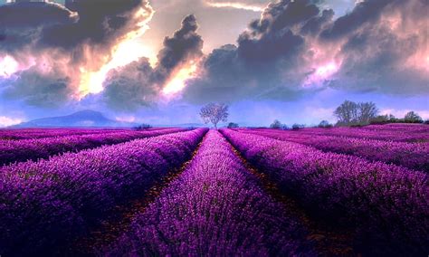 Storm Clouds Over Lavender Field Lovely Lavender Field Purple