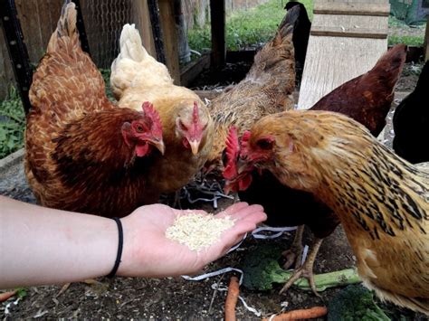Woman Fights To Keep Chickens She Says Eat Lyme Disease Carrying Ticks