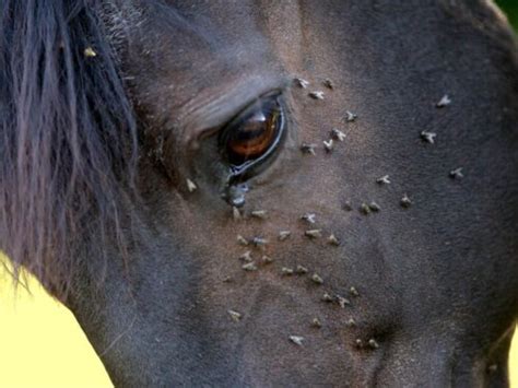 Zomerdermatitis Bij Paarden Oorzaken Symptomen En Behandeling