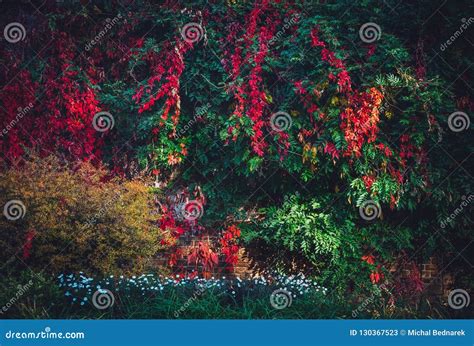 Lush Foliage With Colorful Fall Leaves Stock Image Image Of Backdrop