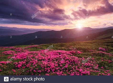 Rhododendron Park High Resolution Stock Photography And Images Alamy