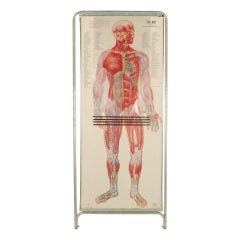 Select from premium anatomy charts images of the highest quality. German Anatomical Male Torso Model at 1stdibs