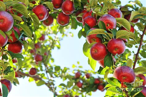 67,999 as on 5th august 2021. Images, Wallpapers of Apple-Tree in HD Quality: B.SCB ...