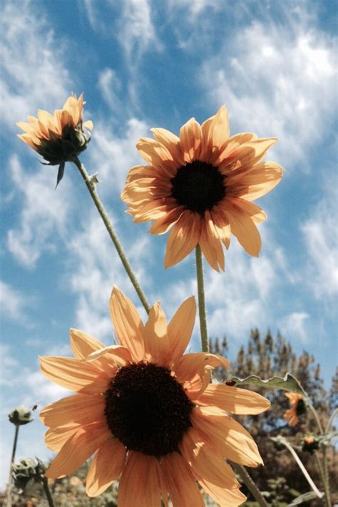 Cute Wallpapers Sunflowers Sunflower