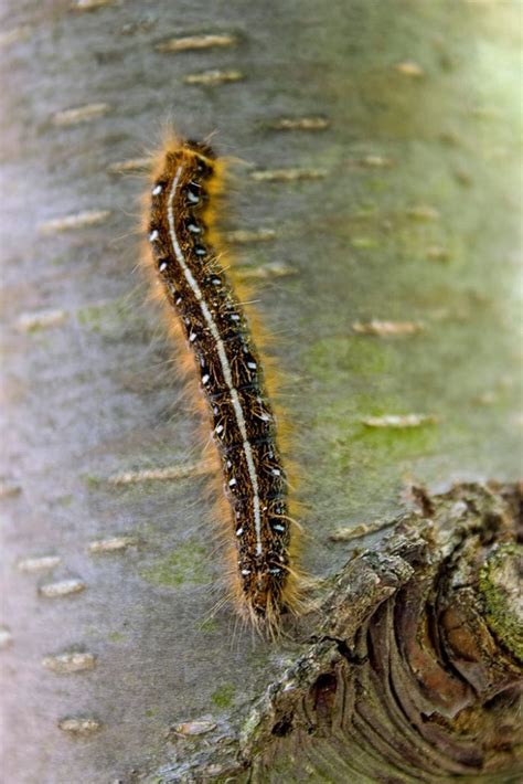 How To Get Rid Of Tent Caterpillars Homestead Acres