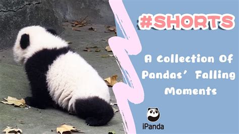 【rhythmic Panda】episode 8 A Collection Of Pandas Falling Moments