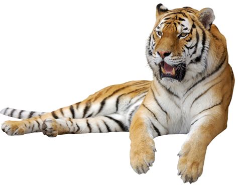 Tiger Png Transparent Image Download Size 1200x938px