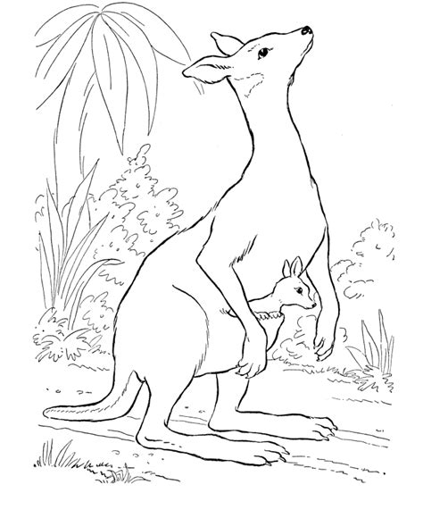 Australian Animals Coloring Pages Coloring Home