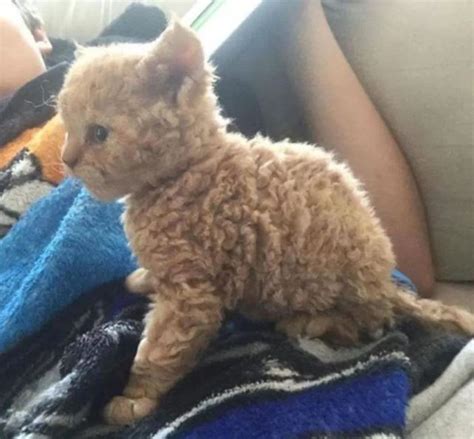 Heres What You Need To Know About These Curly Haired Cats