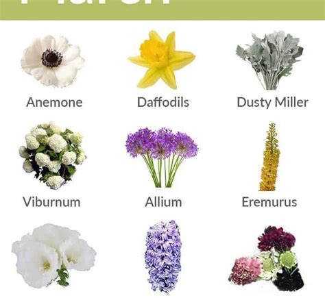 Tall Purple Flowers Names