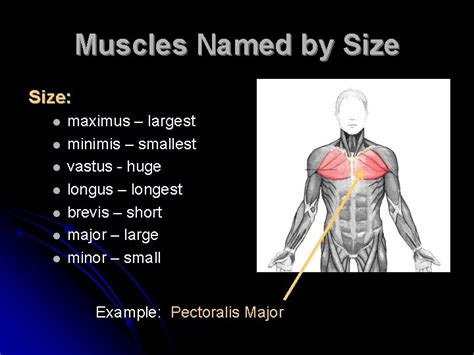 Characteristics Used To Name Skeletal Muscles Naming Skeletal